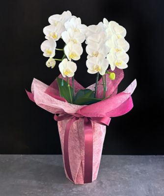 ＜第一園芸＞ミディ胡蝶蘭　白２本立　カラーラッピング