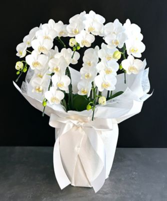 ＜第一園芸＞お悔み・お供え花弔事用供花　ミディ胡蝶蘭　白５本立　白ラッピング