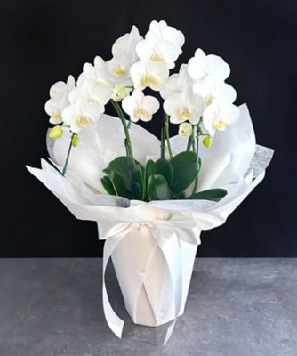 ＜第一園芸＞お悔み・お供え花弔事用供花　ミディ胡蝶蘭　白３本立　白ラッピング