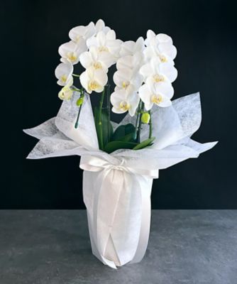 ＜第一園芸＞お悔み・お供え花弔事用供花　ミディ胡蝶蘭　白２本立　白ラッピング