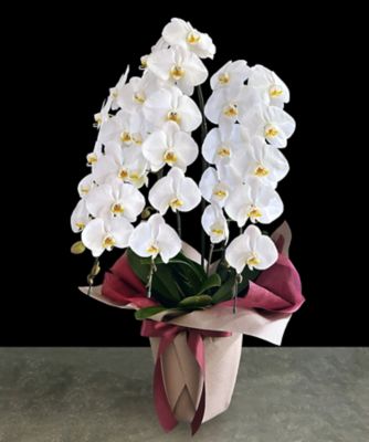 ＜第一園芸＞胡蝶蘭（大輪／白）３本立　カラーラッピング