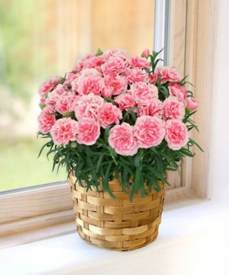 第一園芸/ダイイチエンゲイ 【母の日】【Ｄ１６】カーネーション　ティーパーティー　５月６日（水・振）～５月１０（日）お届け