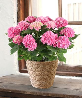 ＜第一園芸＞【母の日】【Ｄ２１】ハイドランジア　茜雲　５月６日（水・振）～５月１０（日）お届け