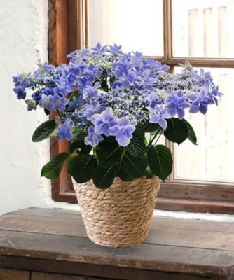 第一園芸/ダイイチエンゲイ 【母の日】【Ｄ２２】ハイドランジア　銀河　５月６日（水・振）～５月１０（日）お届け