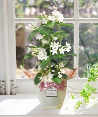 第一園芸/ダイイチエンゲイ 【母の日】【Ｄ２５】マダガスカルジャスミン　５月６日（水・振）～５月１０（日）お届け