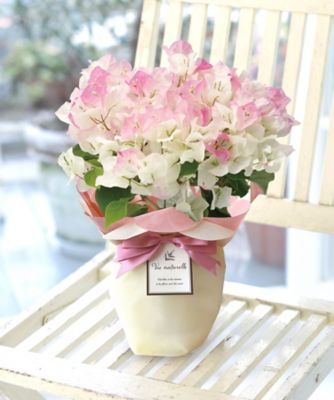 第一園芸/ダイイチエンゲイ 【母の日】【Ｄ２６】ブーゲンビリア　ピンクグラデーション　５月６日（水・振）～５月１０（日）お届け