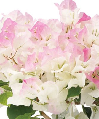 【母の日】【Ｄ２６】ブーゲンビリア　ピンクグラデーション　５月６日（水・振）～５月１０（日）お届け