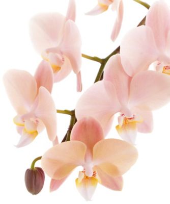 母の日】【D29】ミディ胡蝶蘭 マザーチーク 2本立 5月6日（水