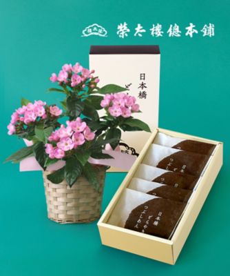 第一園芸/ダイイチエンゲイ 【敬老の日】【Ｄ２】ルクリア（におい桜）＆＜榮太樓總本鋪＞どらやきセット　９月１９日（土）～９月２１日（月・祝）お届け