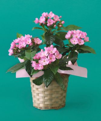 第一園芸/ダイイチエンゲイ 【敬老の日】【Ｄ７】ルクリア（におい桜）　９月１９日（土）～９月２１日（月・祝）お届け