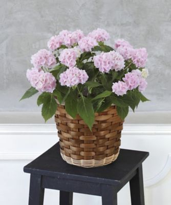 母の日 山あじさい 伊予獅子てまり ５ ６ ５ ９お届け予定 三越伊勢丹オンラインストア 公式