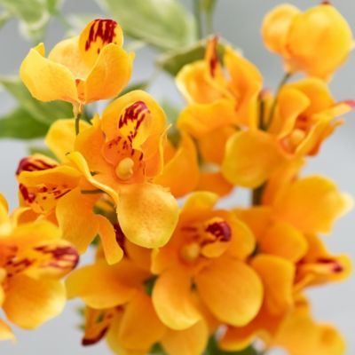 お墓用造花　蘭の花束（黄色・Ｌサイズ・１対）