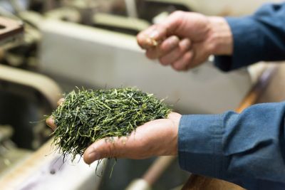 41232 2袋 鹿児島＜池田製茶＞得用 茶師十段の鹿児島深