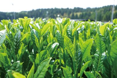 Amazon｜【茶舗 若草園】 竹筌堂 茶筅 (ちゃせん) (八拾本立