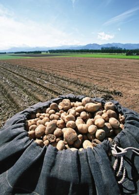 21072 10kg 北海道ニセコ産 「きたあかり」 | 三越伊勢丹