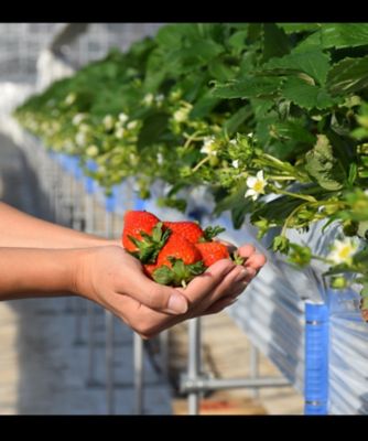 【越品】雪国完熟いちご越後姫・桃薫紅白　シングルセット　苺の花ことば　