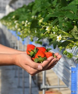 【越品】苺の花ことば　雪国完熟いちご越後姫アイス６個