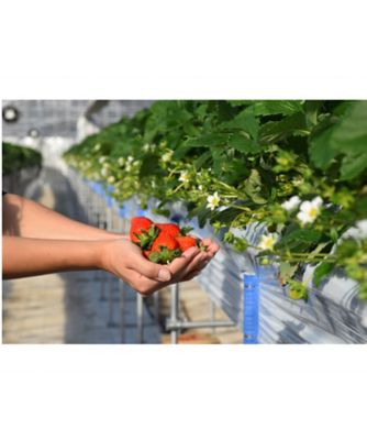 【越品】苺の花ことば　苺のギフトセット（はちみつ・ジャム・バター）