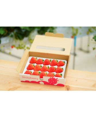 【越品】Ｒｉｐｉ　ｆａｒｍの越後姫　１２～１５粒入