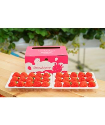 【越品】Ｒｉｐｉ　ｆａｒｍの越後姫　２４～３０粒入