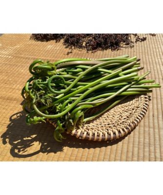 越品】山熊田工房 天日干し ぜんまい（極太） | NIIGATA 越品/ニイガタ