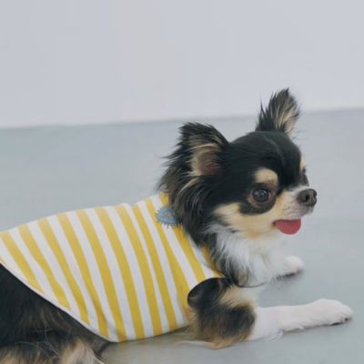 ｄｙｔｅｍ　”ｓｈａｄｅ”　ＢＯＲＤＥＲ　ＹＥＬＬＯＷ