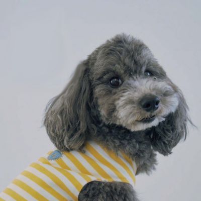 ｄｙｔｅｍ　”ｓｈａｄｅ”　ＢＯＲＤＥＲ　ＹＥＬＬＯＷ