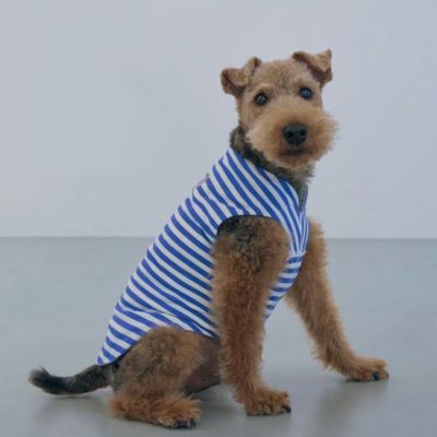 Paddy by WAFONA/パディ バイ ワフォナ ｄｙｔｅｍ　”ｓｈａｄｅ”　ＢＯＲＤＥＲ　ＢＬＵＥ