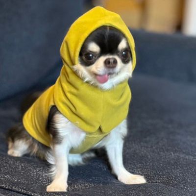 ｄｙｔｅｍ　”ｐａｌｍ”　ＢＡＬＡＣＬＡＶＡ　ＭＵＳＴＡＲＤ　ＹＥＬＬＯＷ．