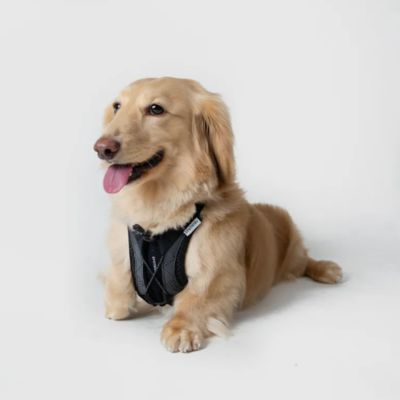 ＜ＳＰＵＴＮＩＫ＞ＵＸ　Ｈａｒｎｅｓｓ　Ｂｌａｃｋ