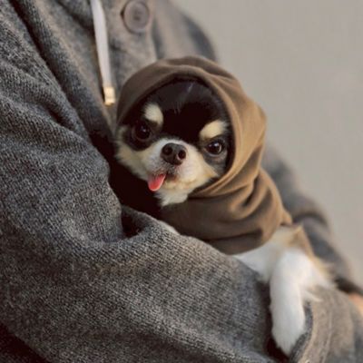 ＜Paddy by WAFONA＞ｄｙｔｅｍ　”ｐａｌｍ”　ＢＡＬＡＣＬＡＶＡ　Ｃｈｏｃｏｌａｔｅ　Ｂｒｏｗｎ