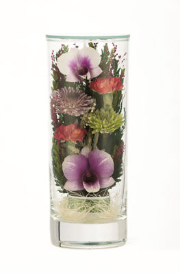 チランジア　スプレンゲリアナ実生　臨海型　濃色花序同士　sprengeliana チランジア スプレンゲリアナ実生 臨海型 濃色花序同士 sprengeliana