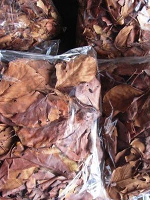 ピーニャ大短地　扇子　桜染　７．５寸