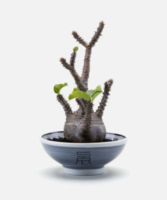 プラントポット ＳＲＬ ． ＮＯＯＤＬＥ ＢＯＷＬ ＰＬＡＮＴ ＰＯＴ ２３１ＡＩＮＨ－ＡＣ０４ | NEIGHBORHOOD (Men)/ ネイバーフッド | 三越伊勢丹オンラインストア・通販【公式】