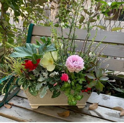 三越伊勢丹 ［19］英国式クリスマスの寄植え 芸術・エンターテイメント【三越伊勢丹/公式】