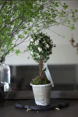 202604suzurantpopiari1