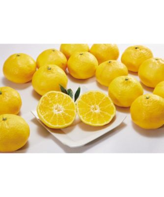 ２０３６２　愛媛県産　媛小春