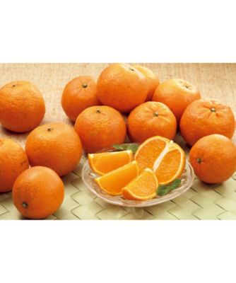 ２０３６３　屋久島産たんかん