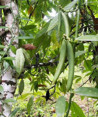 SDC0752 カカオ農園のバニラチョコ ダーク | CACAO HUNTERS