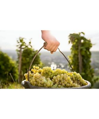 SDC0868 タリハマスカット | EL CEIBO Bolivia/エル セイボ