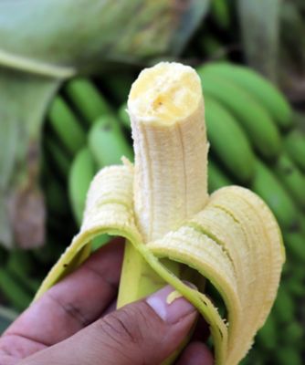 SDC0870 モセテンセミドライバナナチョコレート | EL CEIBO