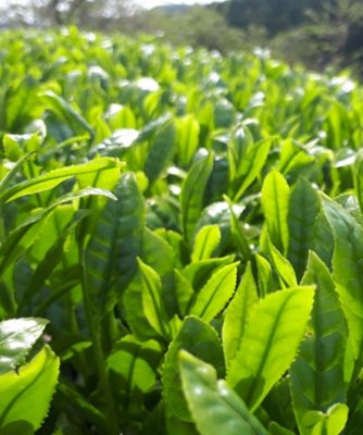 ＜静岡自園自製深蒸銘茶　たかつか園＞【新茶】深むし茶　品種飲み比べセット