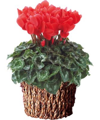 ｆ３８２３４３ シクラメン シュトラウス 送料有料 鉢植え の通販 三越オンラインストア