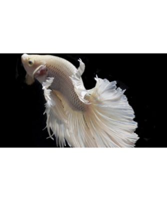 KOHSHI（KOHSHI） KOHSHI キレーサオードパルファム