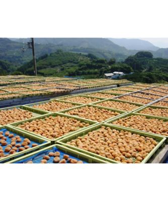 紀州南高梅　はちみつ入梅干　（塩分約７％）