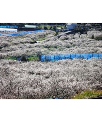 紀州南高梅　はちみつ入梅干　（塩分約７％）