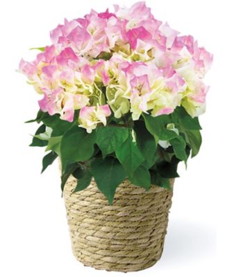 ｒ３８２０８３ ブーゲンビリア ５号鉢 ピンクグラデーション 送料有料 鉢植え の通販 三越オンラインストア