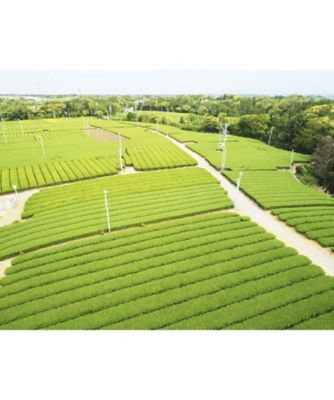 カネ十煎茶・柚子煎茶・カネ十アールグレイ　ティーバッグセット