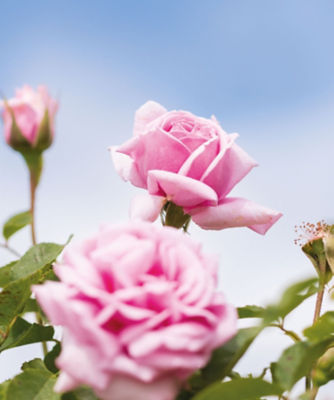 AQUA AIR バランシングミスト 100ml 3本セット AQUA AIR バランシングミスト 100ml 3本セット AQUA AIR バランシング