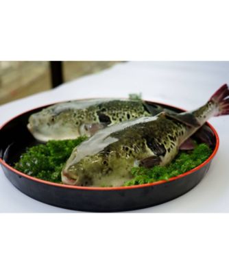 ★【産直】活〆トラフグ（白子１Ｋｇ）